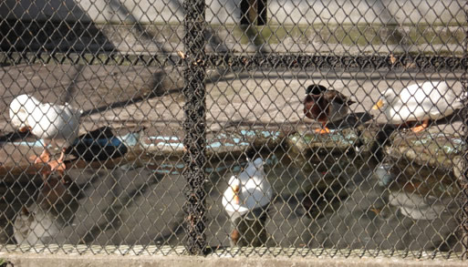 ��I�R�����A�q��